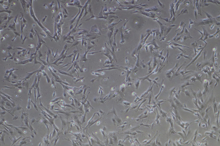 SC21 Bio-Pharma laboratories-mesenchymal-stem-cells-sc21-bio-pharma-laboratories-1536x1024